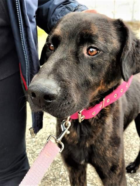 Este jueves habrá una jornada de adopción de perros