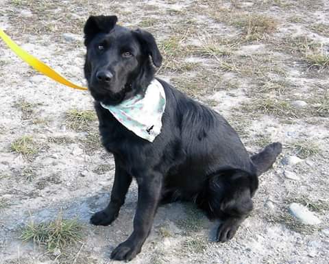 Sigue vigente la prohibición de perros sueltos en la vía pública