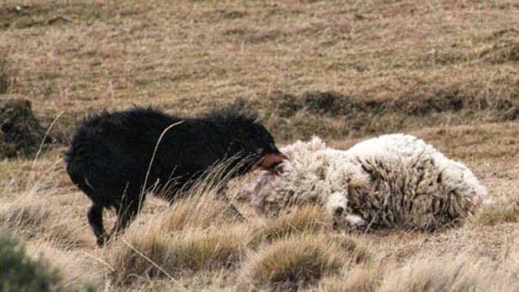 «Los perros sueltos en las ciudades y asilvestrados tienen una incidencia muy negativa en la Salud Pública, en la Economía, en el Desarrollo Productivo Local y en el Turismo.” dijo Rubinos