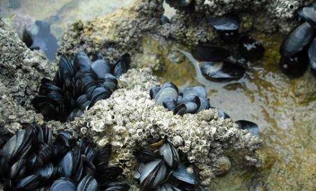 ¿Qué es la marea roja en el mar?