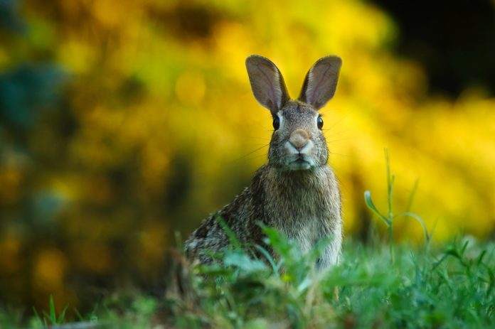 Desde Manekenk sostienen que el conejo es una especie exótica e invasora