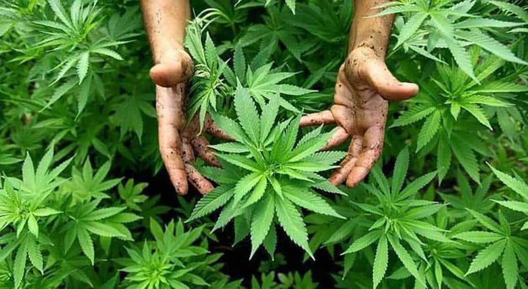 La ONU elimina el cannabis de la lista de drogas peligrosas y reconoce las propiedades medicinales