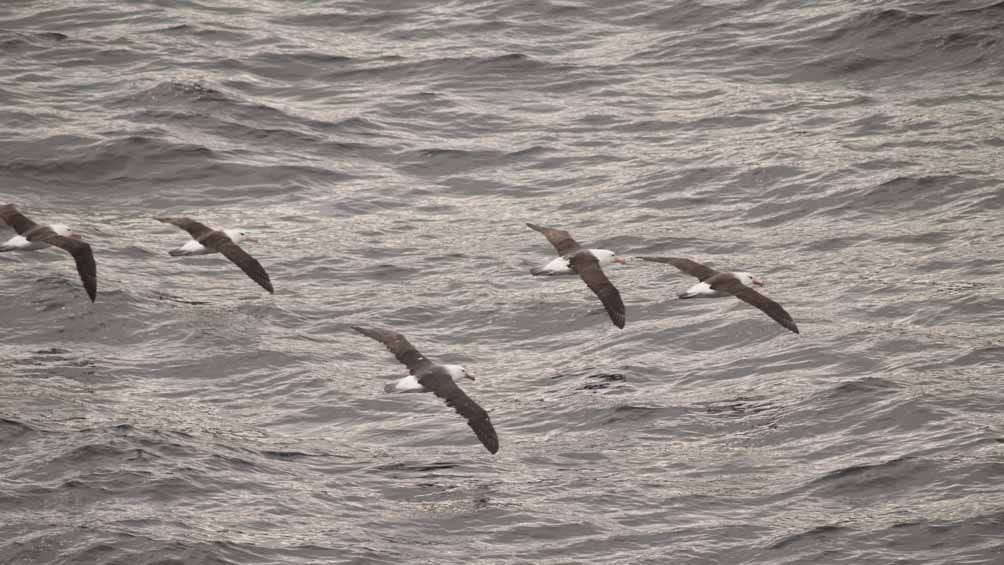 Un refugio para la naturaleza que se establece entre Tierra del Fuego y la Antártida