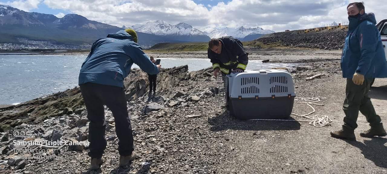 Rescataron a un lobo marino pequeño en las costas de Ushuaia