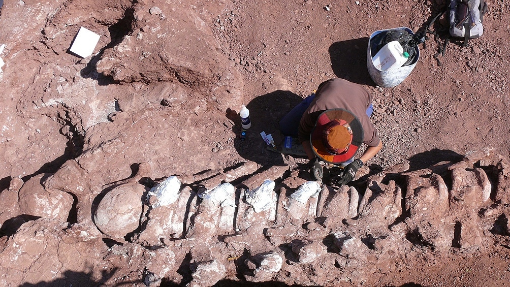 Neuquén: Encontraron restos fósiles de un dinosaurio que podría ser el más grande de la historia