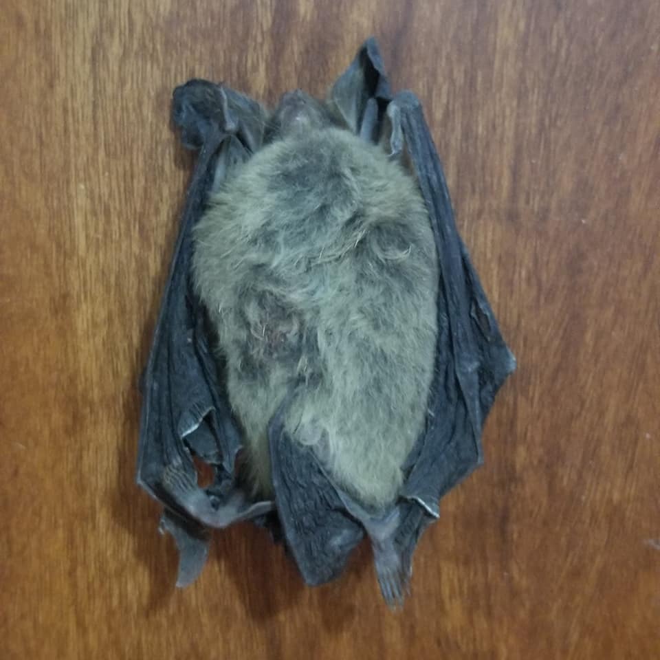Murciélagos en Ushuaia: ¿Qué hacer?