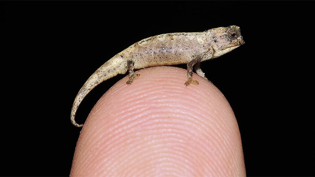 Descubrieron el reptil más pequeño del mundo