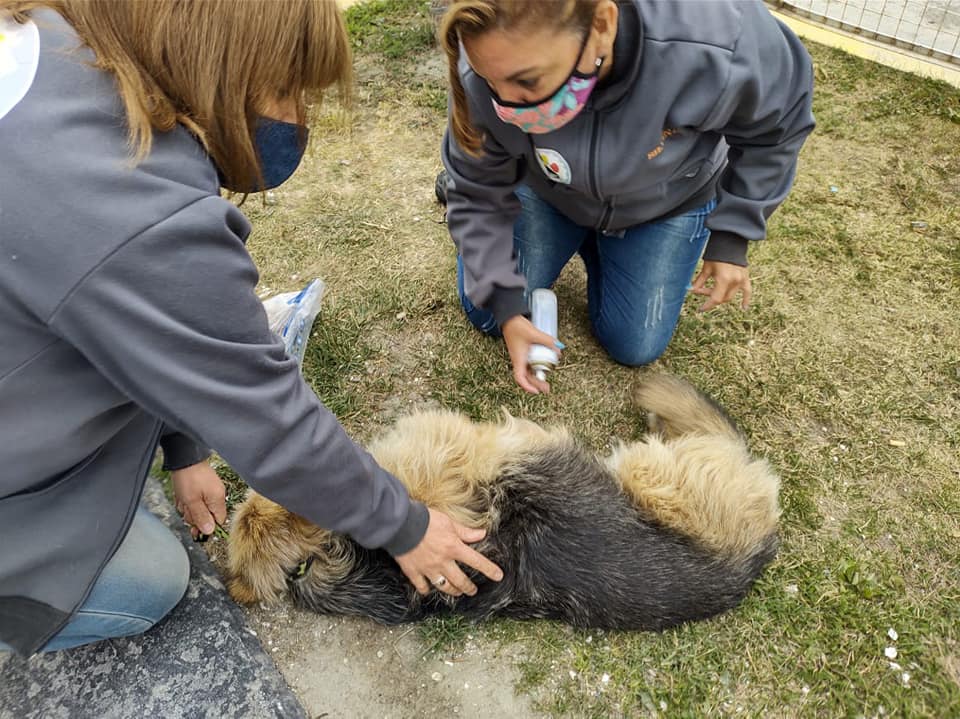 Patitas Tolhuin y el arduo trabajo de cuidar, ayudar a los animales