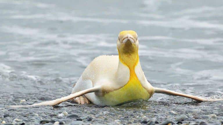 Un fotógrafo logró capturar por primera vez a un pingüino amarillo