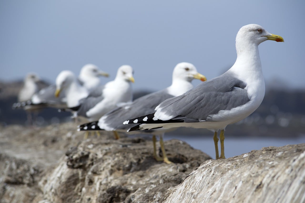 Invitan a la comunidad a participar del conteo mundial de aves