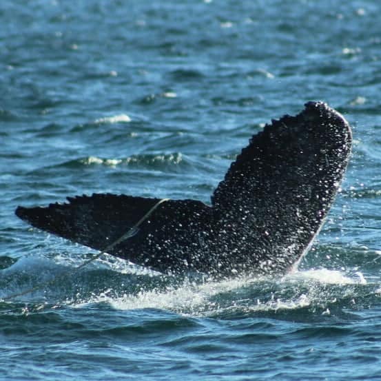 Emocionante relato por el rescate de una ballena atrapada en el Canal Beagle