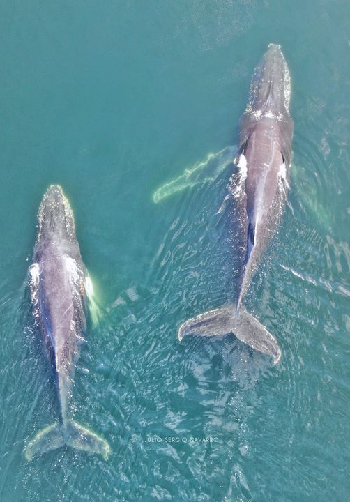 Ballenas en Canal Beagle: «Una experiencia inolvidable», dicen desde el CADIC