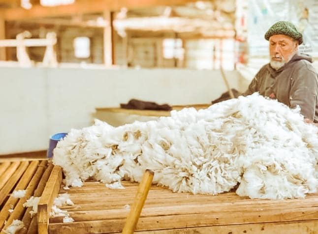 Tierra del Fuego: financiarán proyectos productivos vinculados a la ganadería ovina