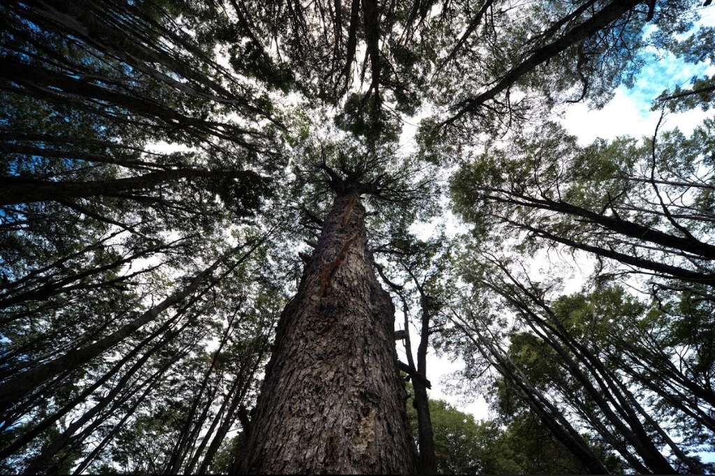 Nación lanza una campaña de prevención de incendios forestales