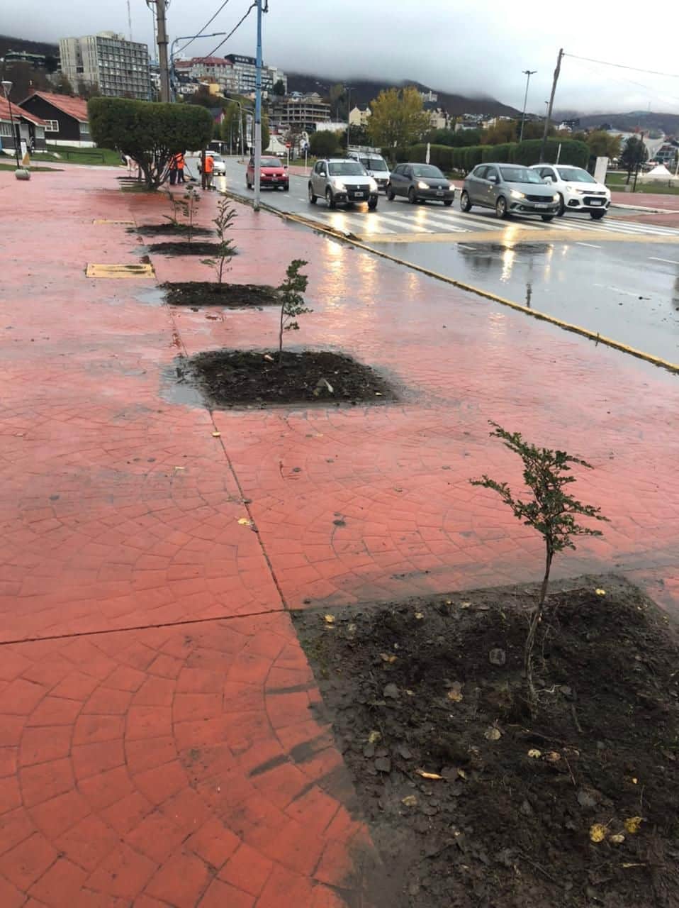 Reforestaron la Plaza Piedrabuena y la Rivera del arroyo Buena Esperanza