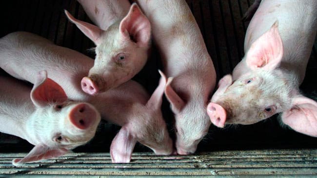 25A: Convocan nuevamente a marchar contra el acuerdo porcino con China