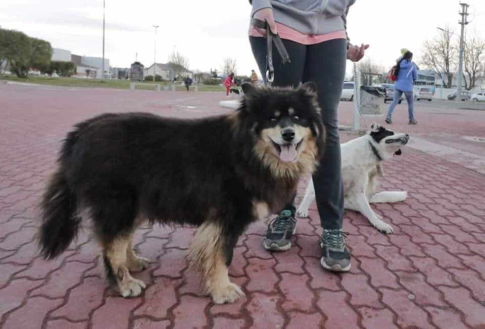 «Zoonosis Mas Cerca» estará en el barrio Ecológico