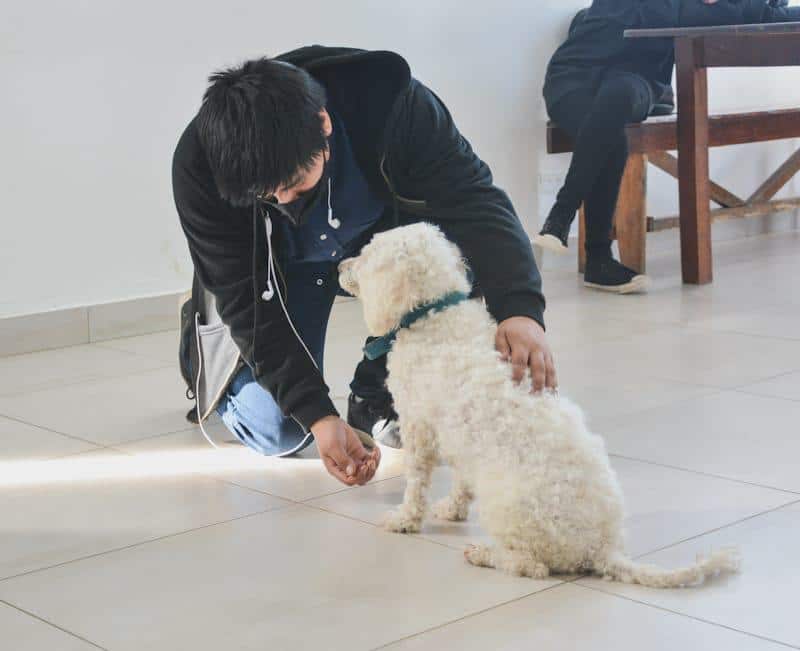 Brindarán un taller de paseadores de perros dirigido a jóvenes