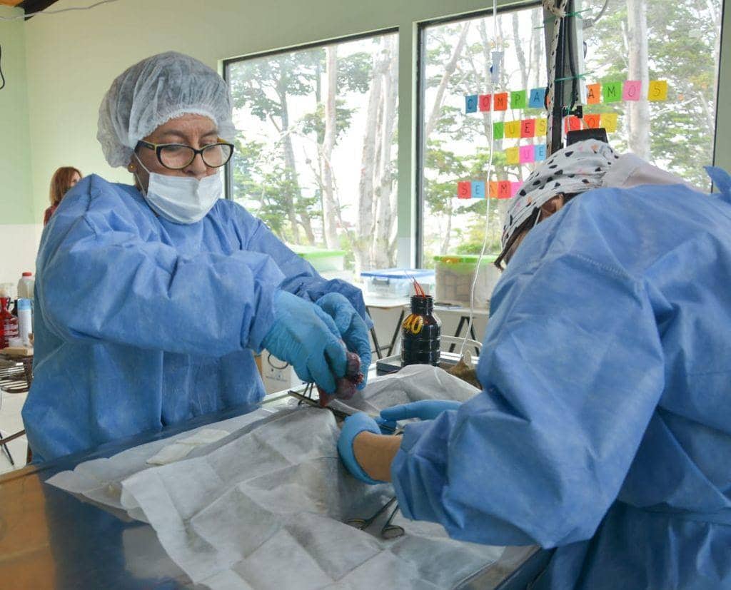 Casi 70 canes y felinos fueron esterilizados en la jornada de castración masiva