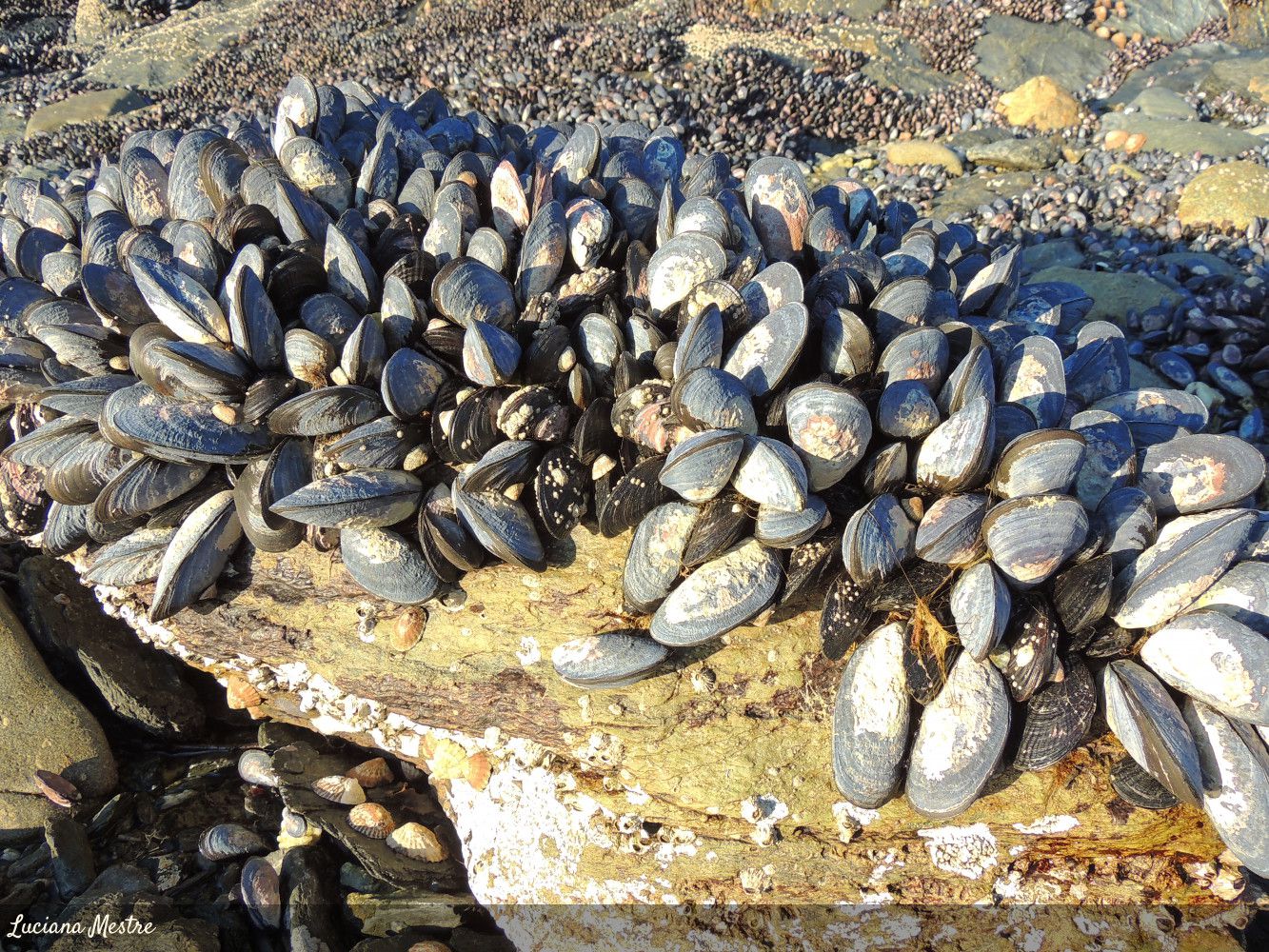 Hay veda de recolección, comercialización y consumo de moluscos bivalvos por Marea Roja
