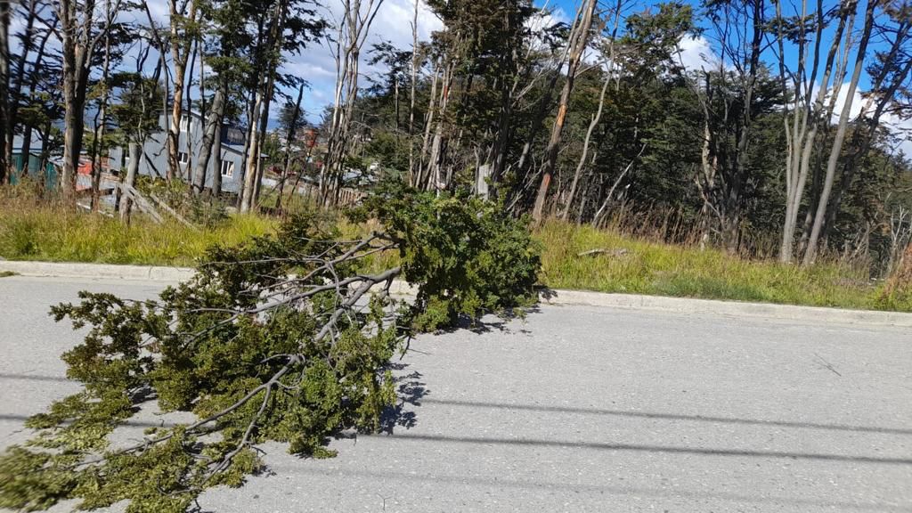 Tareas de despejes de calle por fuertes vientos