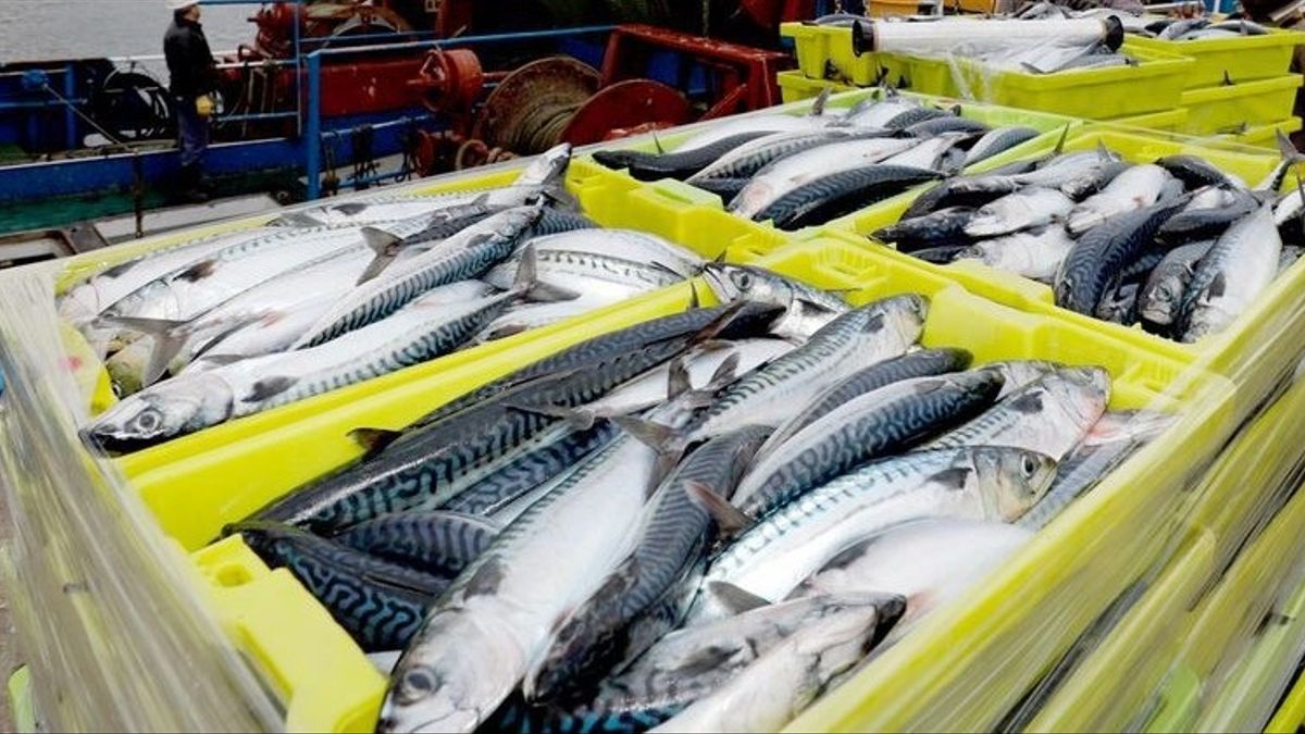 Esta semana el Mercado Concentrador de pescados funcionará en el barrio Kaupén