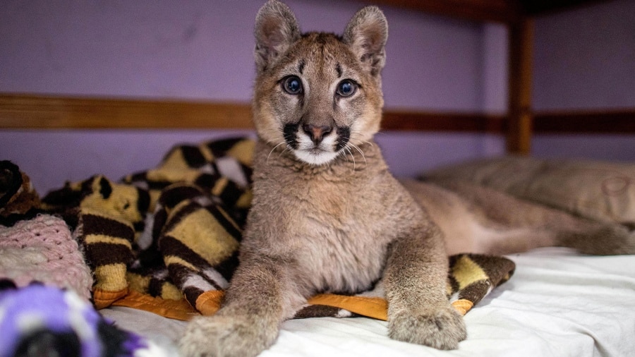 Declararon a una puma como «animal no humano sujeto de derechos»
