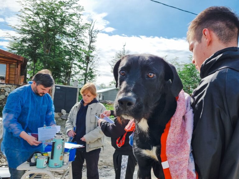 En 2024 las castraciones de perros y gatos aumentaron un 251%