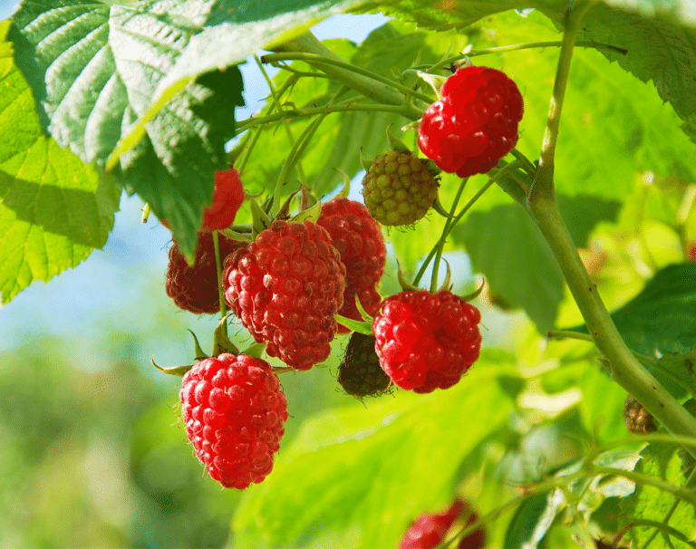 Buena época para aprovechar la diversidad de frutos del bosque fueguino