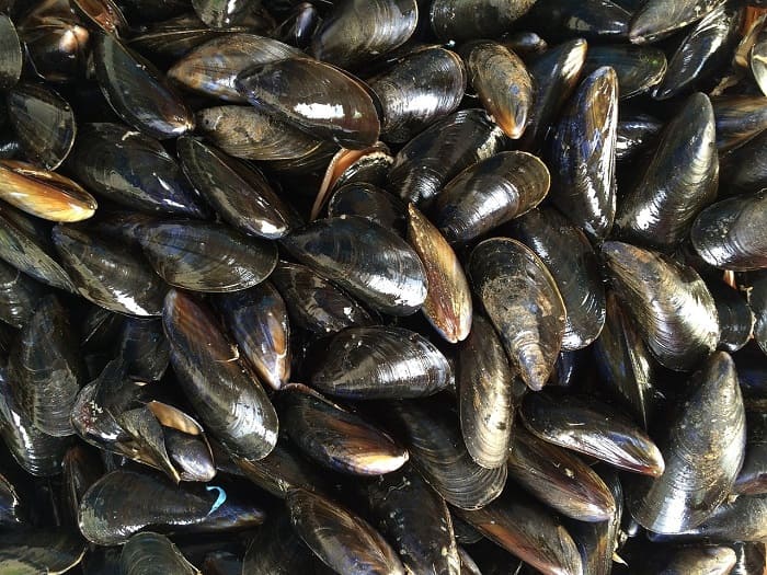 La provincia exportó una primera tanda de 10 toneladas de mejillones