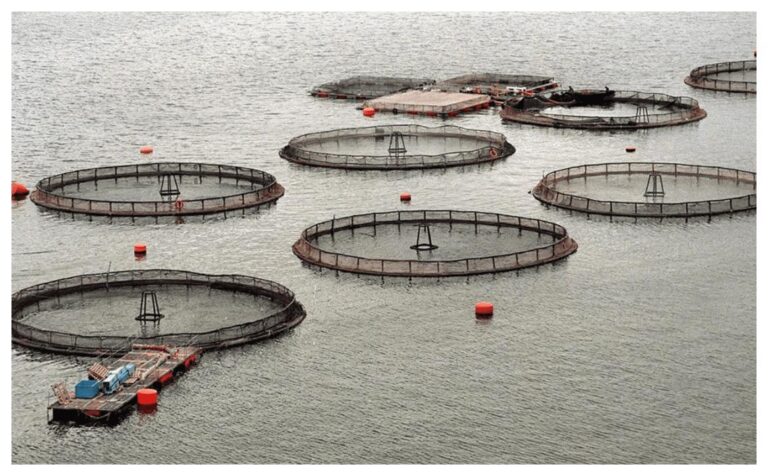 El oficialismo y los salmones