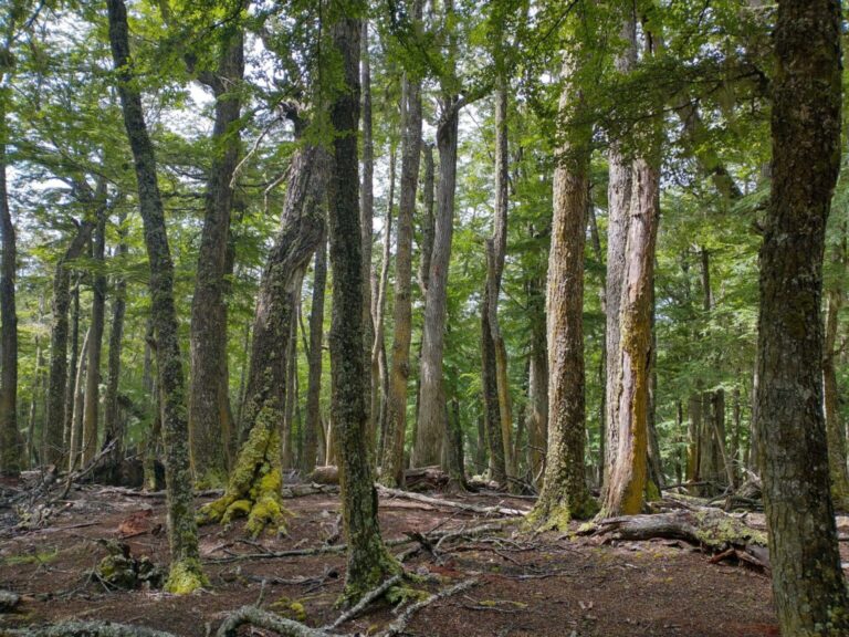 Collado analizó el potencial y los desafíos de los bosques fueguinos