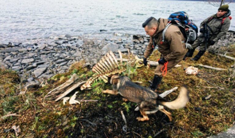 Gendarmería alertó sobre cuatreros y Chile desplegó operativo
