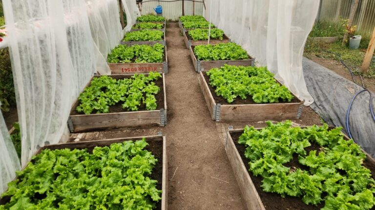 Una investigación impulsa la agricultura con bioinsumos naturales