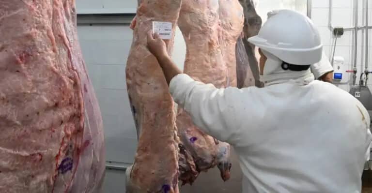 La tipificación bovina ya alcanza al 95% de la faena en Argentina