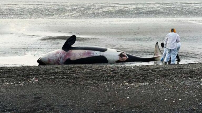 Detallan aspectos del varamiento de orcas en San Sebastián