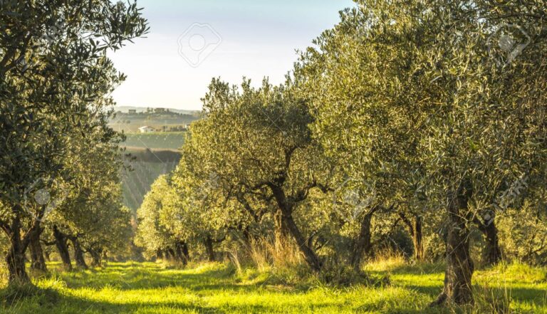 Una propuesta gastronómica para descubrir Italia