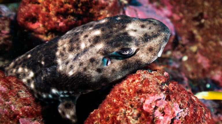 Pintarroja: el pequeño tiburón que habita en aguas fueguinas
