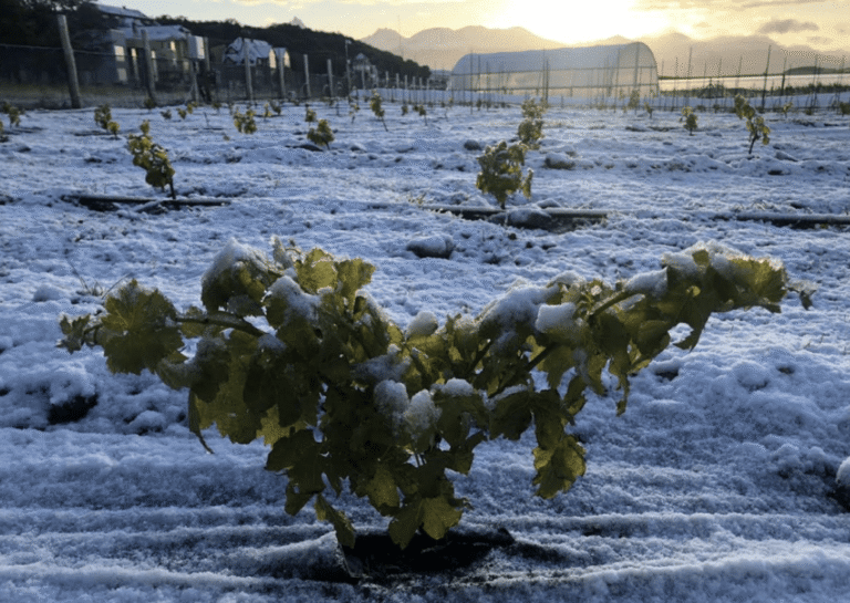 El primer viñedo fueguino: un proyecto productivo a orillas del Beagle