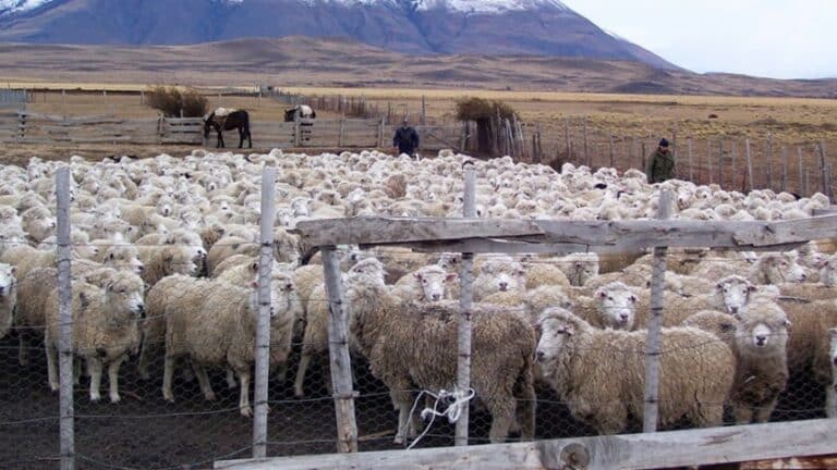 Chile reintegra estatus sanitario a la Patagonia argentina