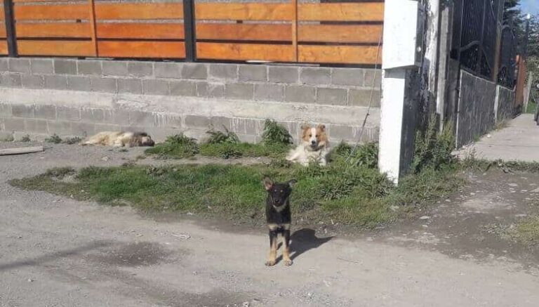 Tolhuin avanza en el manejo responsable de la población canina