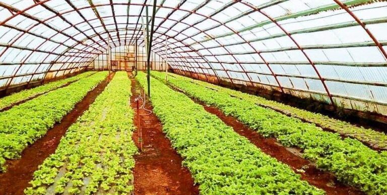 Los desafíos de la producción fueguina