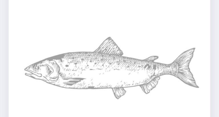 Con dictamen y mayoría prevista, avanza el nuevo marco para las salmoneras en Tierra del Fuego