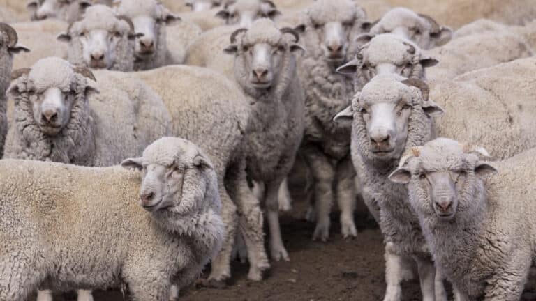 El SENASA declaró alerta sanitaria por sarna ovina en siete departamentos de Chubut