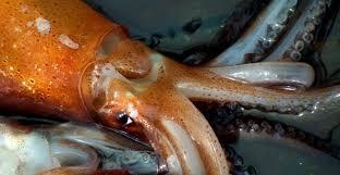 Argentina adelanta la temporada de pesca del calamar ante la presión extranjera en el Atlántico Sur