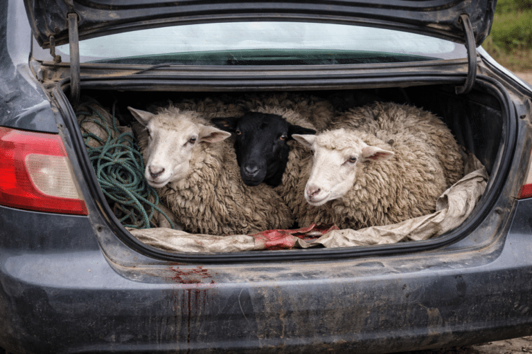 Empresaria y trabajador formalizados por millonario robo de ganado