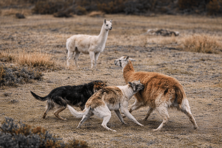 Ataques de perros asilvestrados: una problemática histórica que sigue creciendo
