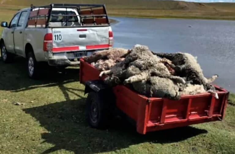 Perros asilvestrados matan a más de un centenar de ovejas